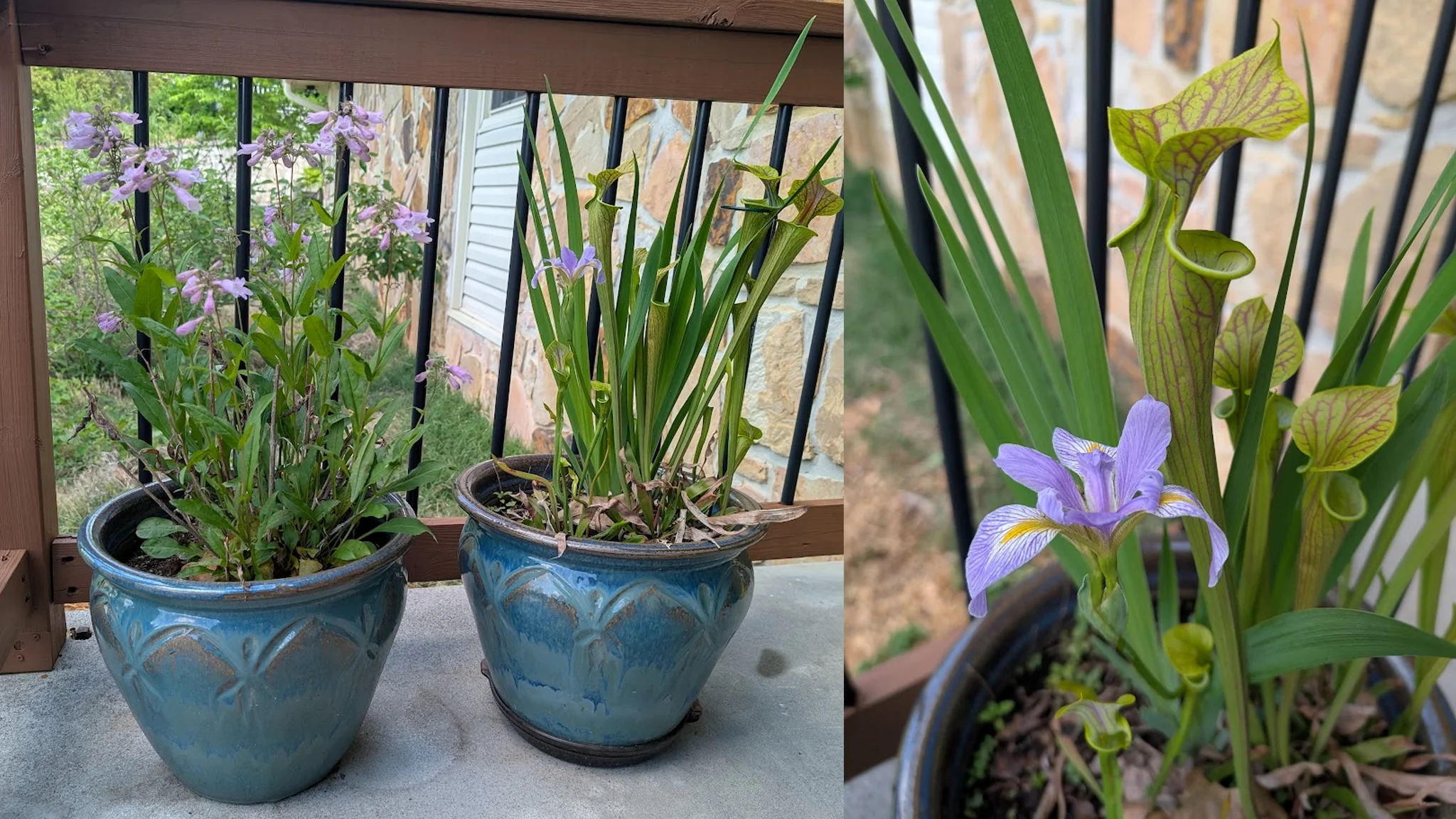 Native Plants in Containers: Tiny Ecosystems on My Front Porch