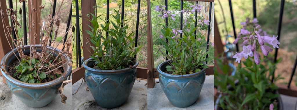 Calico beardtongue (Penstemon calycosus) emerging, growing, and flowering from February through May.