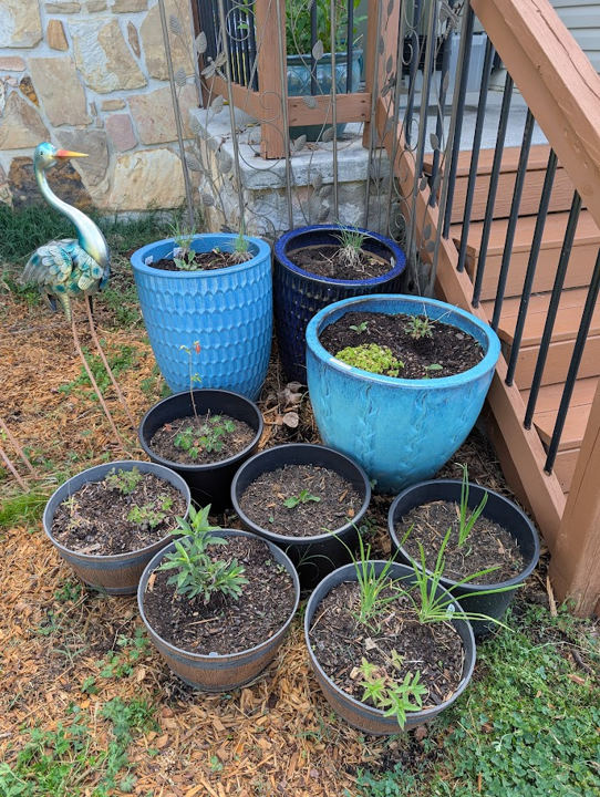 A mix of native plant containers in various sizes and materials at the start of the growing season.
