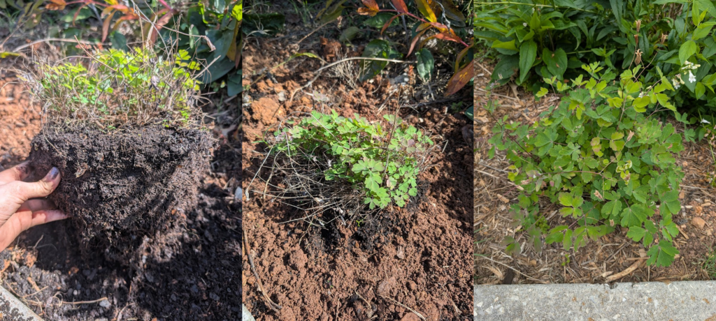 Eastern red columbine (Aquilegia canadensis) after removal from a container and again the following spring after transplanting.