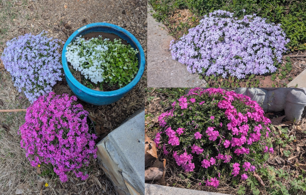 Various phloxes (Phlox spp.) grown in containers for two years before being transplanted into the landscape.