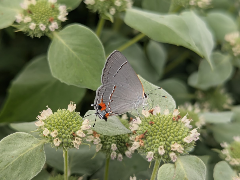 A gray hairstreak butterfly (Strymon melinus) visiting clustered mountain mint (Pycnanthemum muticum).