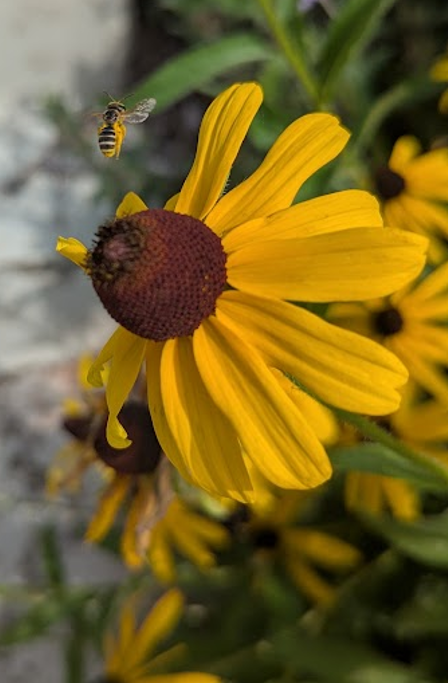 A pollinator departing black-eyed Susan (Rudbeckia hirta) covered in pollen.